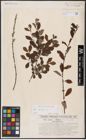 Foto von Salix aurita L.